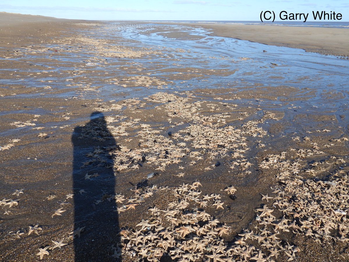 More evidence of the impact of Storm Darcy today with these star fish on the strandline at Marsh Yard in the Lincs Coastal Country Park.