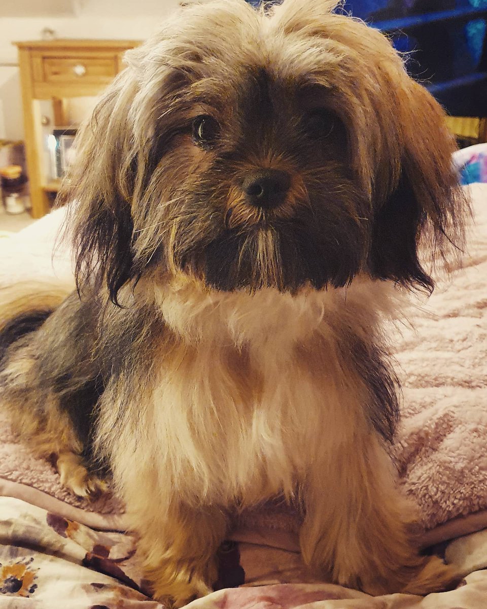 CaddyG's tweet image. My beautiful Pip - by @iaindwelch ❤❤❤❤❤❤❤❤❤❤❤