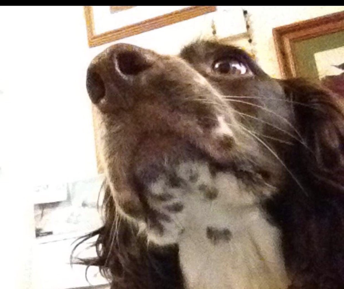KarenFi51820768's tweet photo. It’s a #Twitterstorm to #HelpDaisyBestCancer asking to #Donate to help if you can. Please let’s make a #DaisyChain of friends and #followers to help spread the word #tagfive of your #followers @janice_adams3 @AlanDaffern @SummerBreezeUS @SaraGil54981392 @sharon58642664 https://t.co/AETI5lNnvS