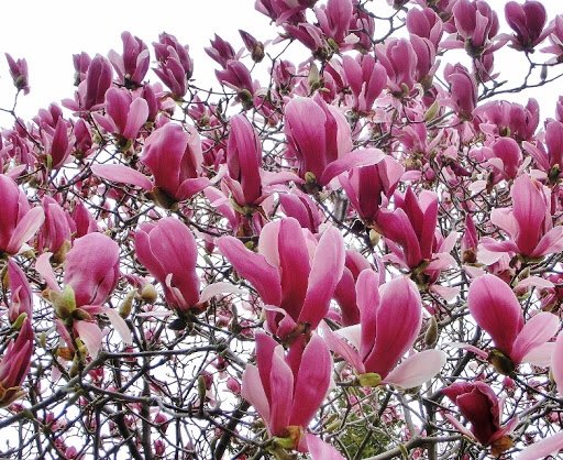 花言葉 の評価や評判 感想など みんなの反応を1時間ごとにまとめて紹介 ついラン 花言葉 の評価や評判 感想など みんなの反応を1時間ごとにまとめて紹介 ついラン