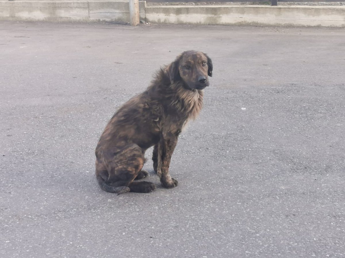 GSPSA2's tweet photo. Another Bravecto transformation in #Zugdidi

Bravecto is used to treat one of the most common and widespread skin diseases in 🇬🇪 https://t.co/NkxFet7XYA