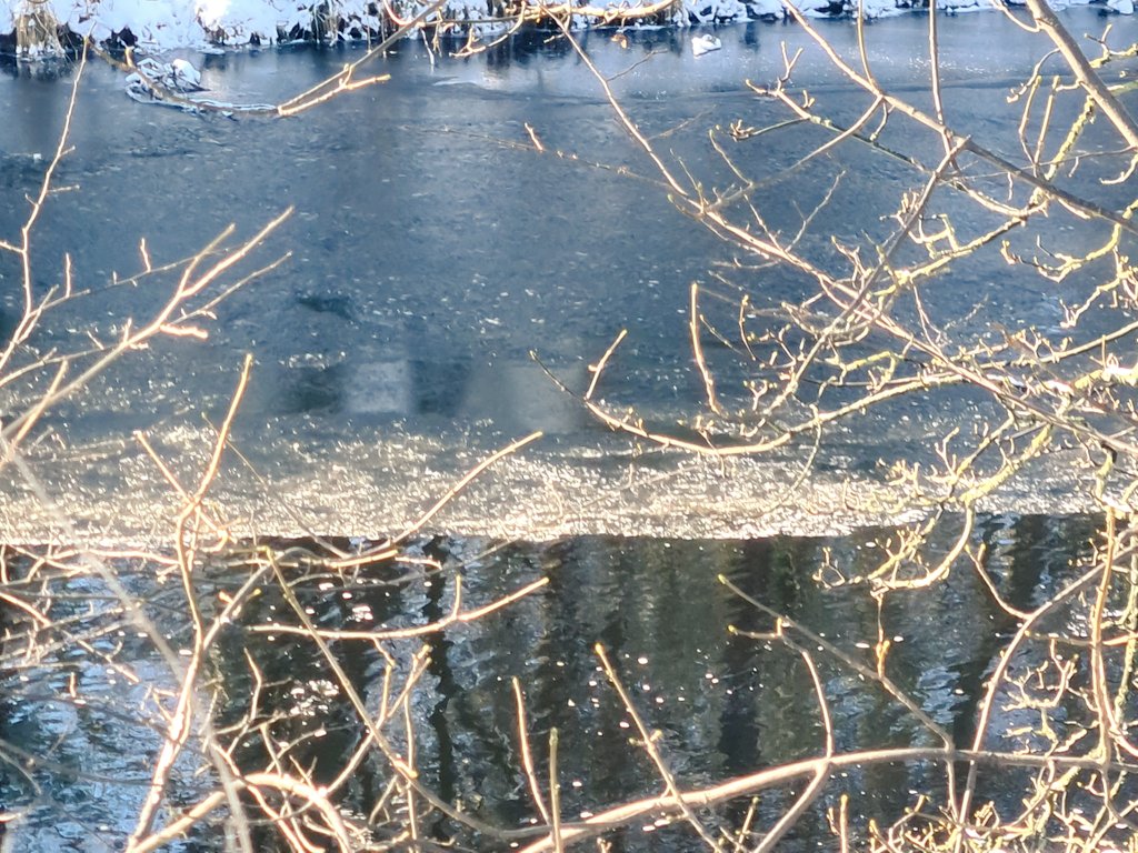 johnrc58's tweet photo. #OFFH walk with Edie this morning in Barnard Castle, with Moorhen added to the dog's yearlist. Ice forming on the slower stretches of the Tees. Felt quite balmy in the sun, even at -1 . https://t.co/2tjkMPpgBL