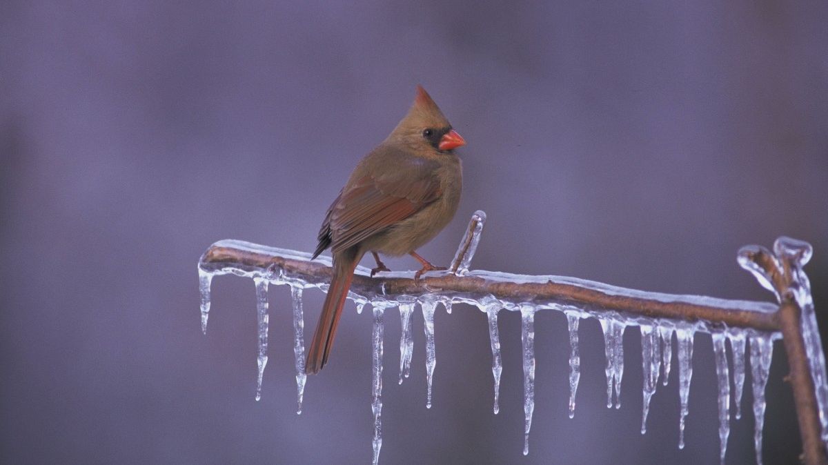 MonarchNationCA's tweet photo. The Great Backyard Bird Count is this weekend! Participating is easy, fun to do alone, or with others, and can be done anywhere you find birds. Take part in this important citizen science event and support wildlife and #SpeciesAtRisk in Canada! Details: https://t.co/EZYNs4DzU5 https://t.co/rAaGtDRznk
