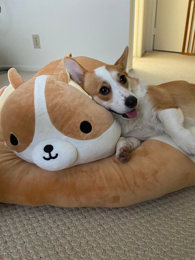CorgiJennifer's tweet photo. When the dog looks at you, the dog is not thinking what kind of a person you are. The dog is not judging you.

#corgi #corgicommunity #corgis #corgiworld #corgilife #corgiaddict  #corgicrew @CraigyFerg #corgilovers #dogs #corgigang @PaulHollywood https://t.co/9osB8k7bvb