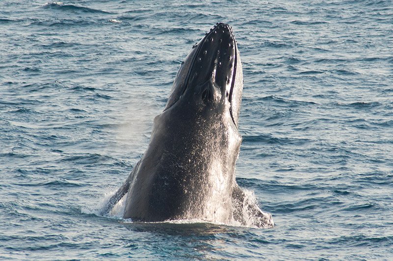 It's too noisy out there for our marine wildlife! 📢🐋🦞🐟🙁

ow.ly/2tVU50DtX0V

(c) Kat Sanders