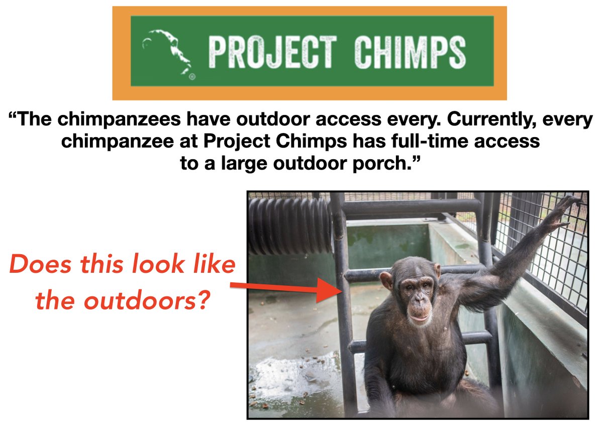 theirturn's tweet photo. The @HumaneSociety claims that the 77 chimps at its @projectchimps facility have daily access to the outdoors. It's not true. The chimps have access to concrete enclosures with a VIEW of the outdoors. #HSUS - Why not create more actual outdoor space now? https://t.co/2XFGSBerQW https://t.co/XsRKpV1iJ8