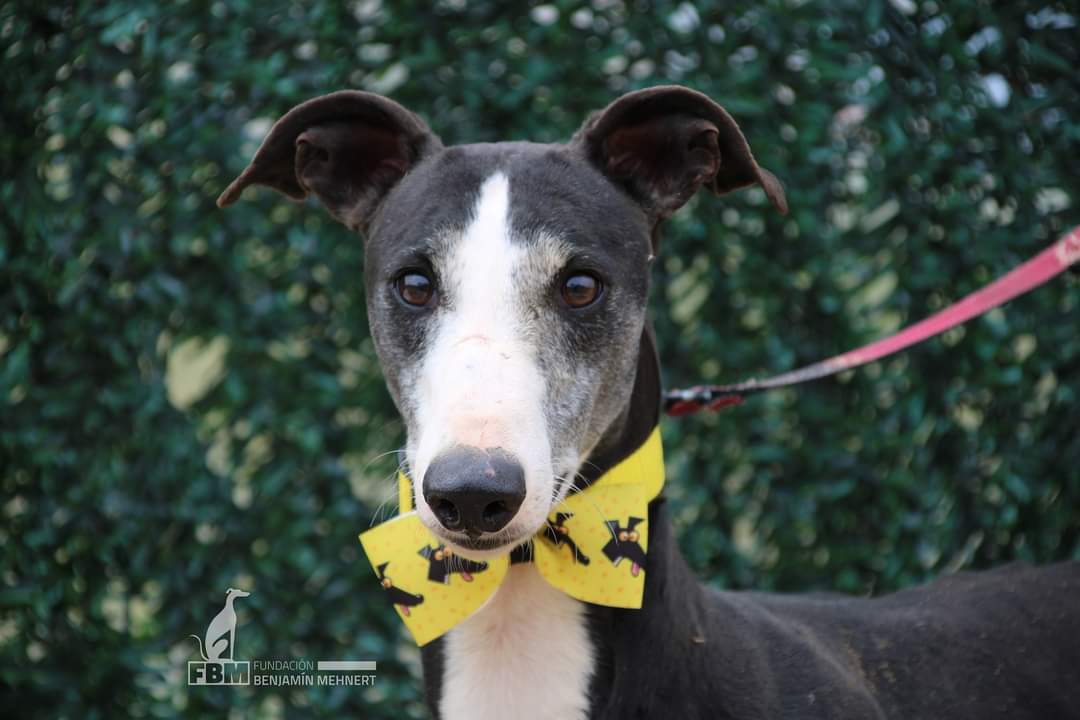 fundacionbm's tweet photo. AZUL
Tiene 3 años y reúne todos los requisitos para ser el perro de la semana. Es un poco tímido, pero muy sociable y bueno. Es tranquilo y pasa horas durmiendo
Se lleva bien con otros perros
Llegó con una fractura en su pata de la que está recuperado
https://t.co/Llpek8RADy https://t.co/izNUKw1oeJ