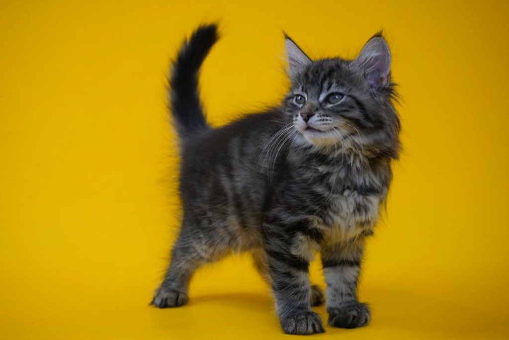 pltformaperture's tweet photo. Absolutely loved this shoot, especially working with a model that’s not shy around the camera! 🐱 #kitten #Kittens @PetsatHome https://t.co/xLWmirHDCX