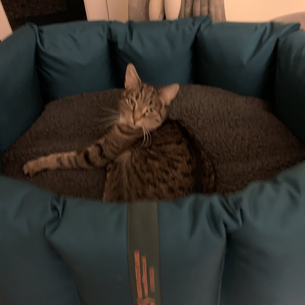 Miniclick_'s tweet image. Cora’s little pressie from me to her for being a good girl helping with all the foster dogs arrived today but a monster, a Mini Monster, has claimed it before C has had a chance 😂

#dogbed #catsoftwitter #tuffies #thursdayvibes #minimonster #claimed