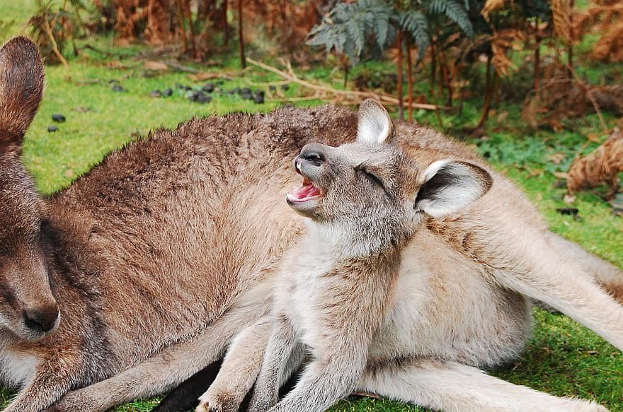 do turtles yawn? still cute