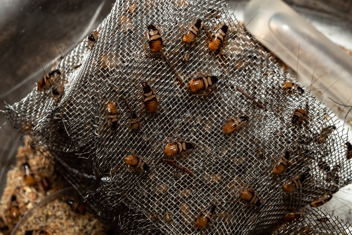 Do you rear colonies of insects? We are looking to expand our bug supplier directory. Contact @i2LresearchUSA to have your business/lab included. #Insects #InsectRearing #Entomology #EfficacyTesting #Rapid #Responsive #Reliable