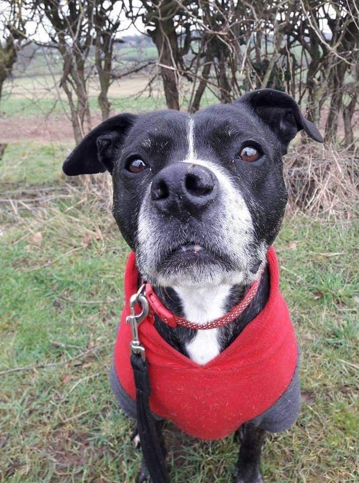 SeniorStaffy's tweet photo. Our darling Molly Dog has been waiting for over 2 years now for her special someone to notice her, please help her to get noticed this #forgottensoulshour 🙏❤️
Read all about Molly at https://t.co/Nf1cUzls0u #seniorstaffy #TeamZay #Rescue #AdoptDontShop #RescueDogs ❤️ https://t.co/EJpIDC0UYH