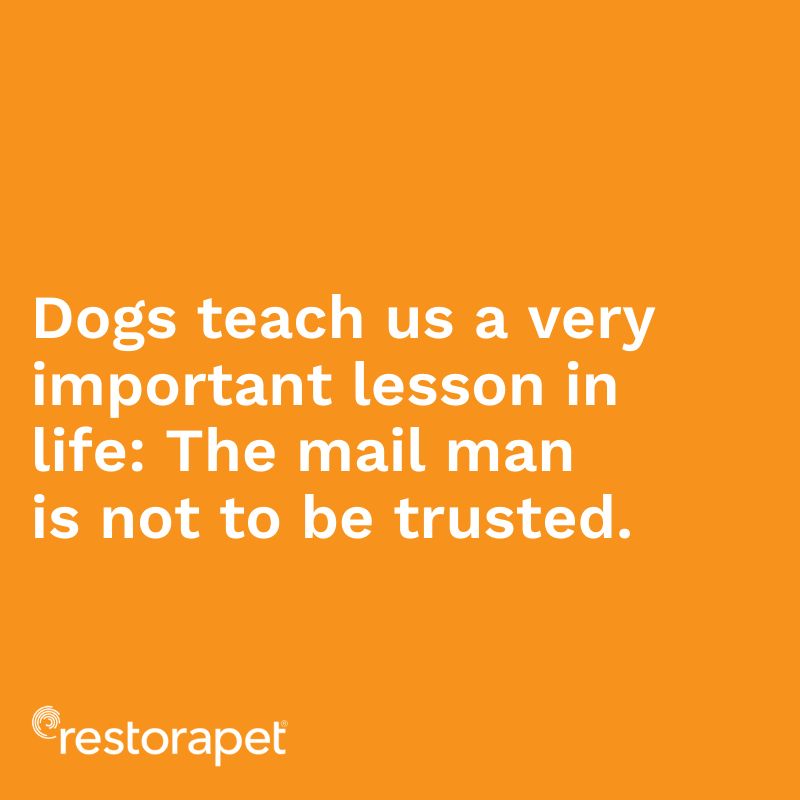 RestoraPet tweet media