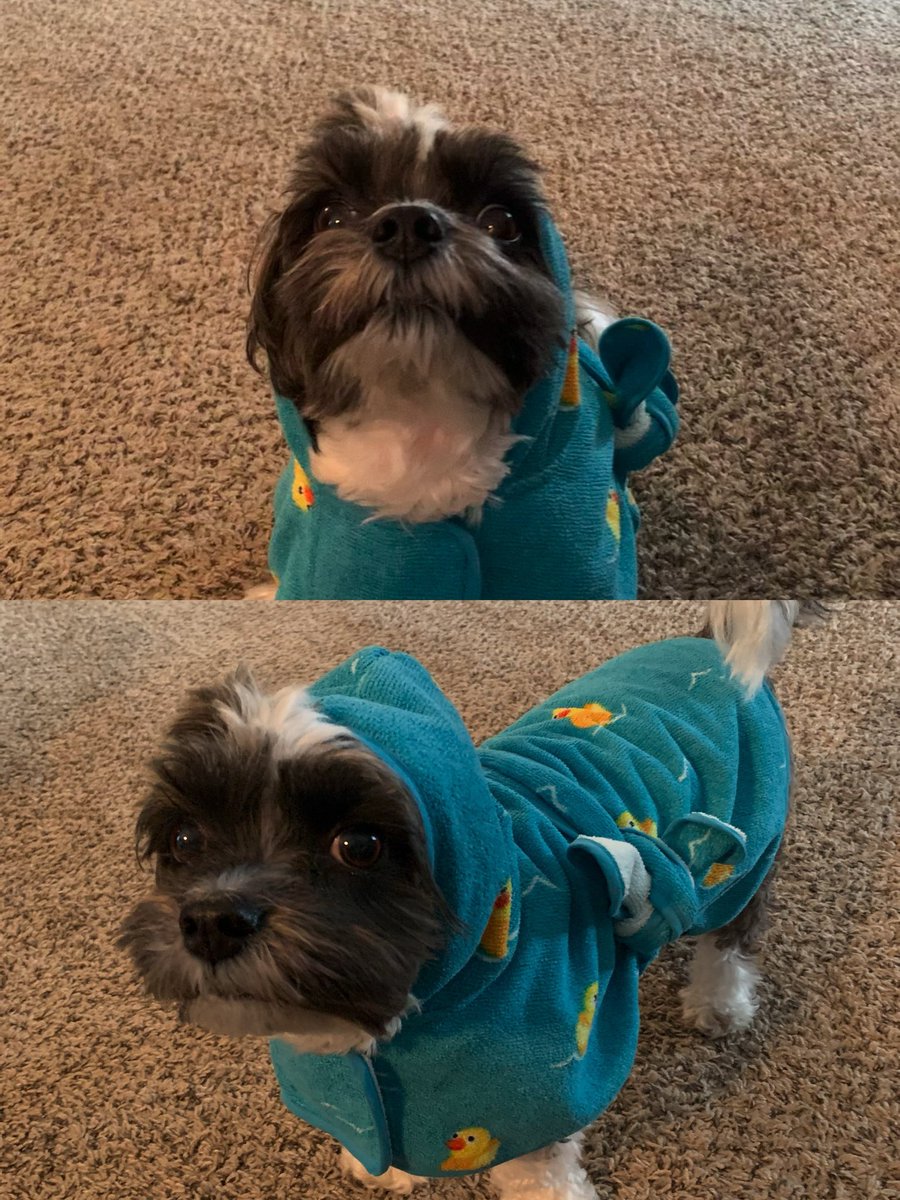 BeanPaisley's tweet photo. Just got a ducky baffrobe from da Bark Box today! Guess Granna finks I’ll want to take a baff now. Not happening. Feeling cute tho. Fink I’ll wear it for a bit!🚫🛀😏
#dogsoftwitter
#baffboycott
#BarkBox
#imdaboss https://t.co/98dFAGKmde
