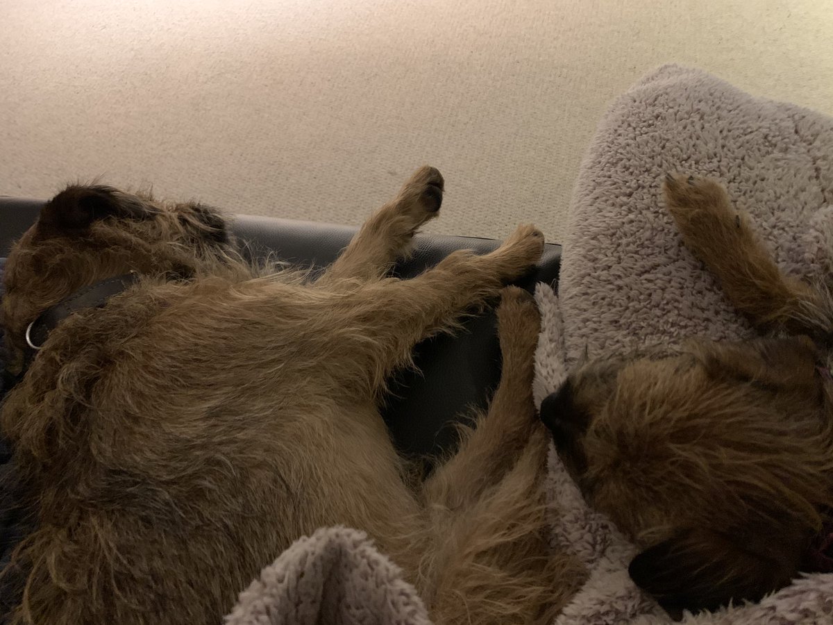 Dogs make great lap warmers 😍
