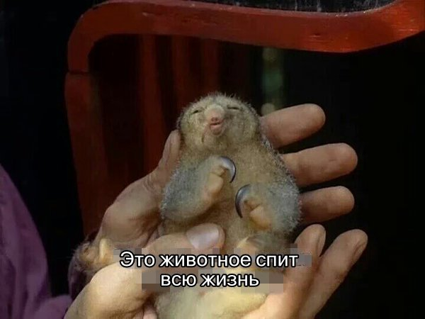 так мои родители представляют меня других людям.