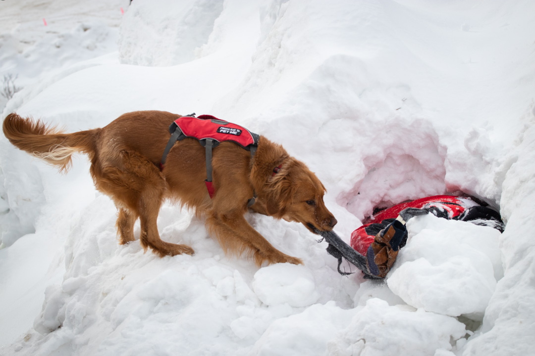 Arapahoe_Basin's tweet photo. Tikka, the youngest member of our dog team, has officially passed her Colorado Rapid Avalanche Deployment (C-RAD) validation test.  We are so excited about her good grades. #Abasin #TheLegend #BasinStokeFacts https://t.co/2QOW2apPeK