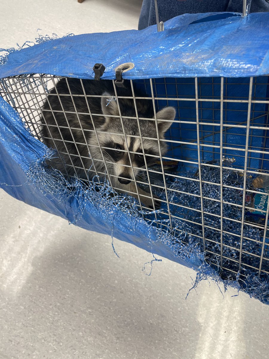 Looks like a good new mascot to me! Sir Lawrence of Florence has been found after exploring our building for an undisclosed amount of time. <a href="/FESfalcons/">Florence Elementary</a> #celebratefes #timeforanewbuilding