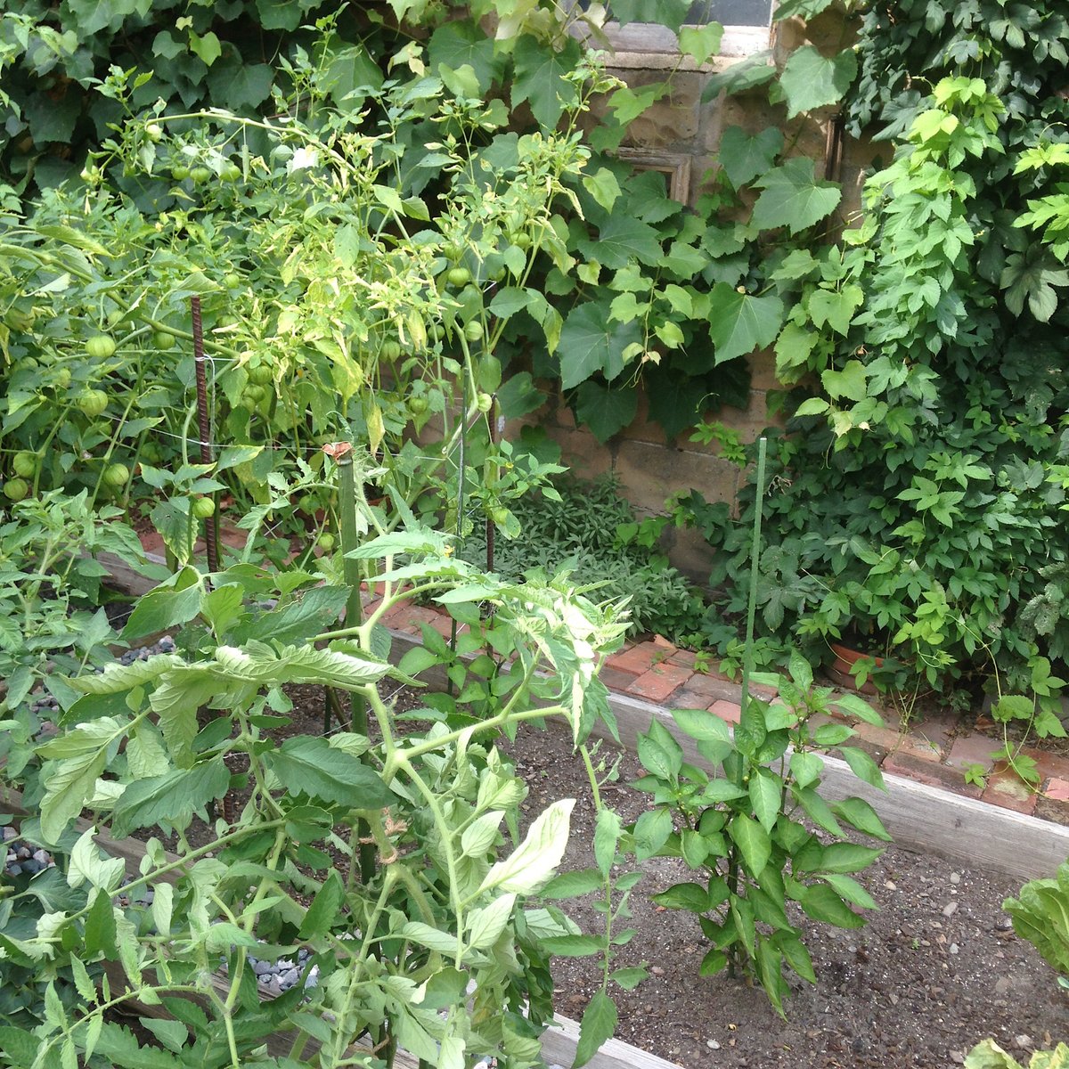 shadyavefarm's tweet photo. #SeedsforGenerations #seedstarting #backyardgarden #vegetablegarden #seed #heirloomseeds #indoorgardening #nonGMO #nonGMOseeds #heirloomseeds #greenthumb #heirloomvegetables #growingfood #seedling
Everyone thinking about what they're planting this year?
https://t.co/ITweGXq6j2 https://t.co/KQ7snDUqdb