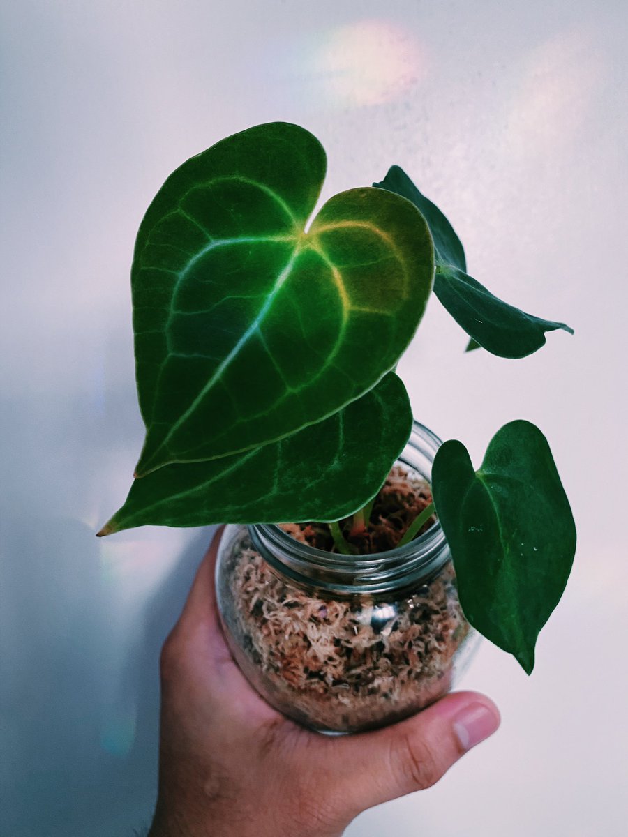jeffstickles's tweet photo. Look at my cute lil plants 🙇🏻‍♂️🌱✨💚 I need more plant friends in the Bay. https://t.co/QMtT85r3P8