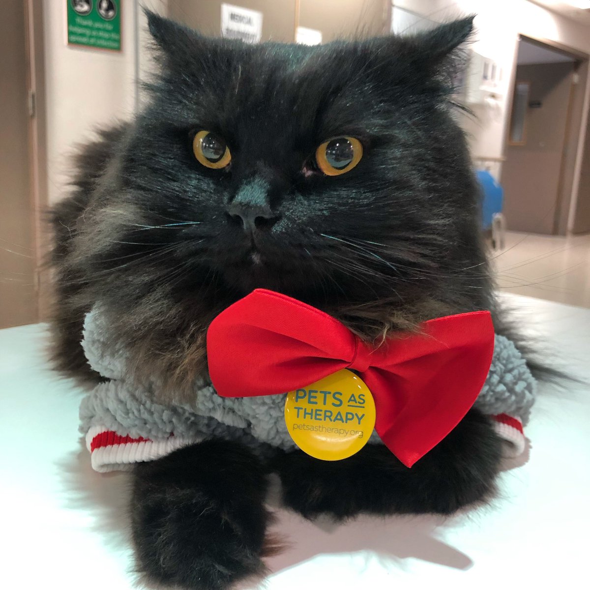 On a Saturday morning we have mandatory meetings with our research supervisor,  @meow_london