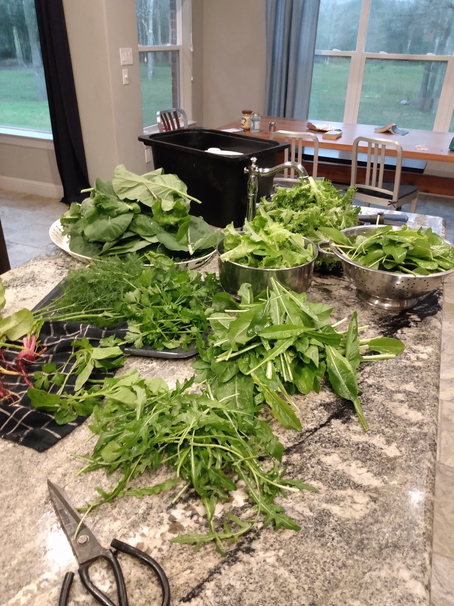 jsmithwrites's tweet photo. first pass at the garden pre-frost. it is...a lot of roughage. π€£π€£π€£ #saladsfordays https://t.co/lxY5r2szAI