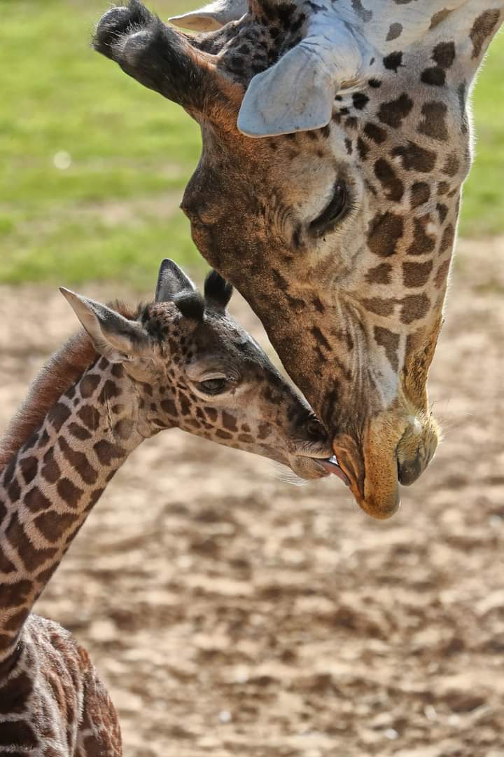 It's official our baby giraffe has a name! The public voted &amp; selected Zeke by a landslide.  Zeke, meaning Strength of God, was born on January 22.  You helped us raise $1,754 which will be going to the Giraffe Conservation Foundation.