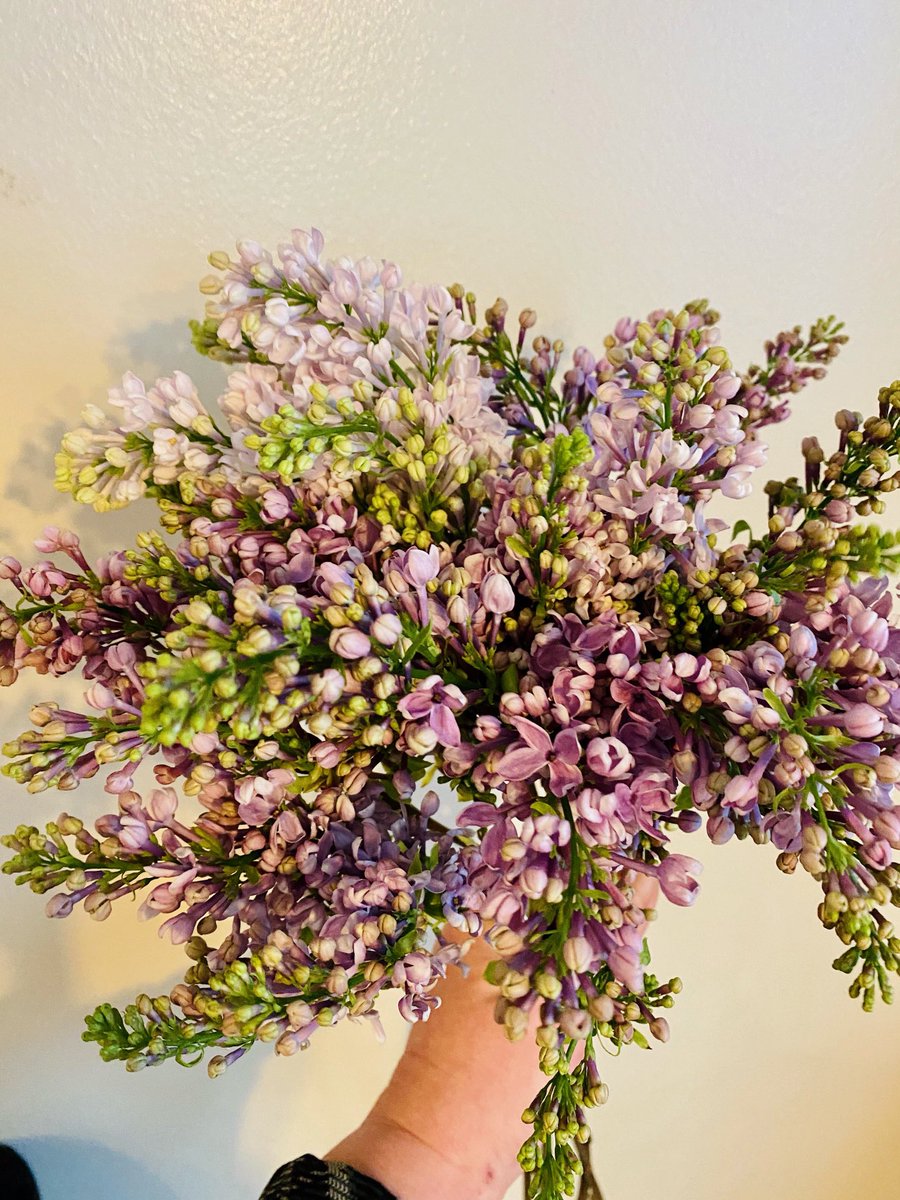 Lilacs in February. Thank you Dynasty Florist. You always come through. #supportlocal #love #lilacs