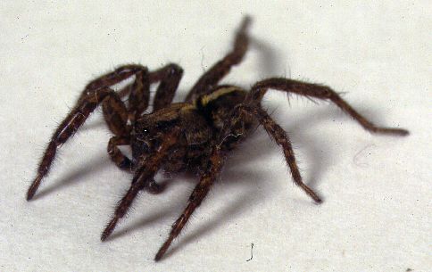 Adrian Paterson (@darwinnernz) on Twitter photo Shelob, shorelines and sandy spiders. #Tolkien wrote a lot about spiders, not in a favorable way. He would be horrified to know how many species were found by <a href="/corvink2/">Cor Vink</a> at the beach! New <a href="/ecolincnz/">Ecology<a href="/LincolnUniNZ/">Lincoln University</a></a>  Tolkien-ish article at lincolnecology.org.nz/?p=6778 Happy #Darwin Day  @LincolnUniNZ Shelob, shorelines and sandy spiders. #Tolkien wrote a lot about spiders, not in a favorable way. He would be horrified to know how many species were found by <a href="/corvink2/">Cor Vink</a> at the beach! New <a href="/ecolincnz/">Ecology<a href="/LincolnUniNZ/">Lincoln University</a></a>  Tolkien-ish article at lincolnecology.org.nz/?p=6778 Happy #Darwin Day  @LincolnUniNZ