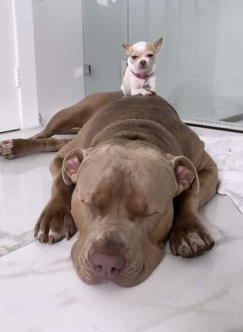 Watch Isabella Buscemi's leaked NSFW photo on TwXstars