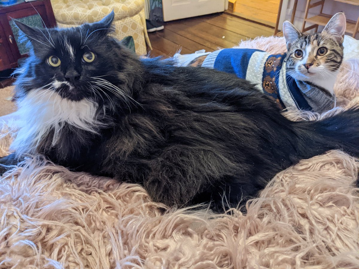 LoditheNorwegi1's tweet photo. Huoooman.. it is far past the dinner time. Hugs to our furry friends.
#catlawyer
#catsinsweaters #norwegianforestcat
#Evie #Fatsmagge
#itwasthecat
Yes we will be waking you up at 3:00 a.m. https://t.co/aC3x2cPGqW