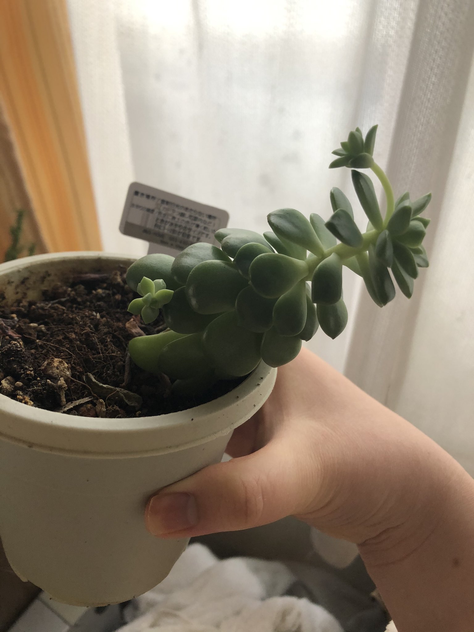 ゴン 根腐れ起こしてるかもな多肉植物 下の方から切ったんだけど 根が出てくる前に脇芽が出てきた D 葉っぱもシワシワだし これからどうなっちゃうの 多肉植物 マッコス T Co Z6bgsyyhfs Twitter