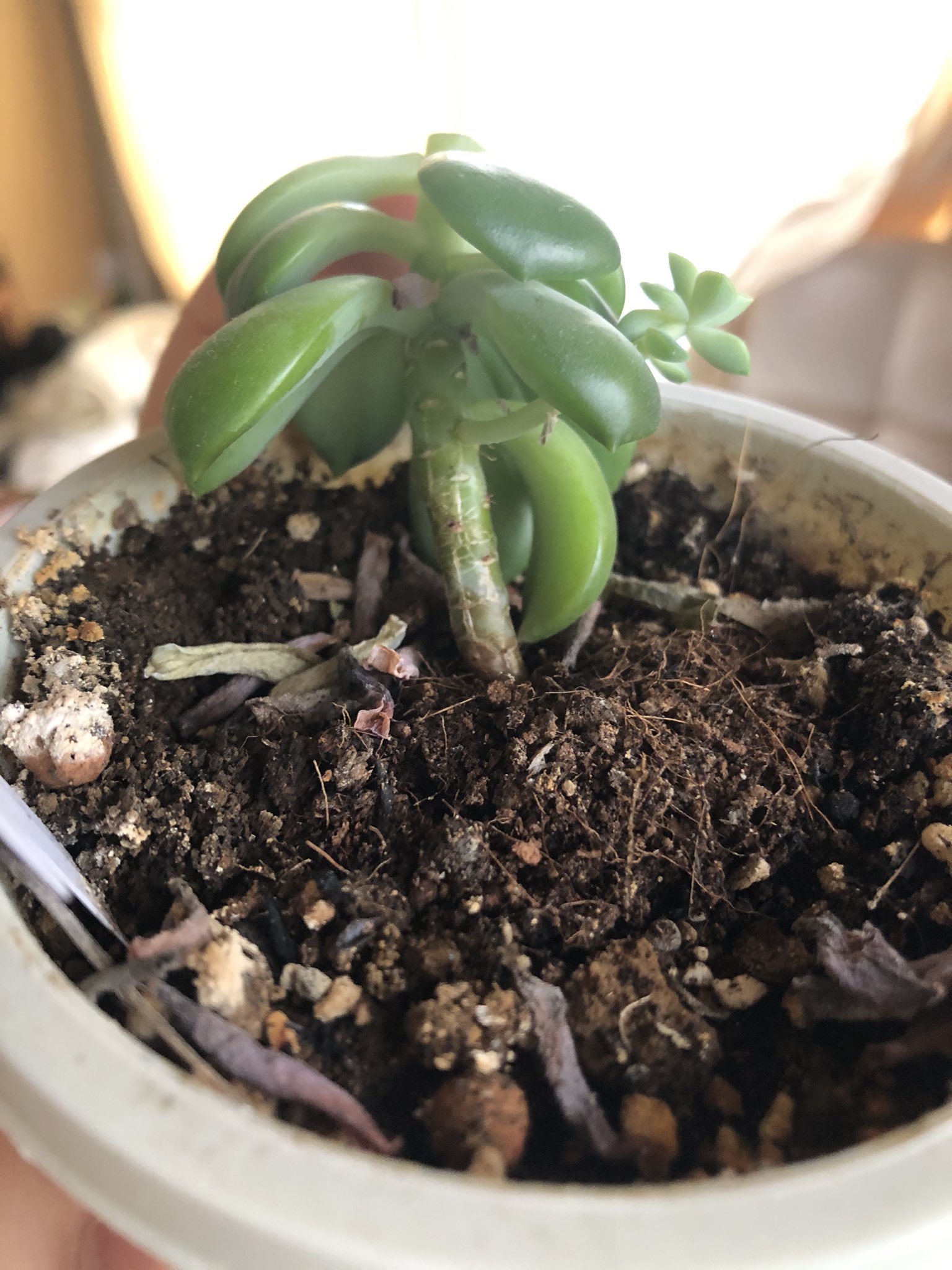 ゴン 根腐れ起こしてるかもな多肉植物 下の方から切ったんだけど 根が出てくる前に脇芽が出てきた D 葉っぱもシワシワだし これからどうなっちゃうの 多肉植物 マッコス T Co Z6bgsyyhfs Twitter