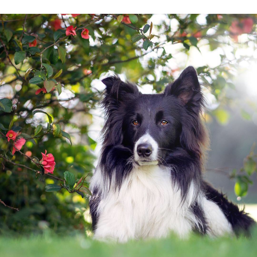 FinjaTurtle's tweet photo. New...!! My dog is now on Insta 🐕 https://t.co/jNMpE39VAv https://t.co/zwxoGqmGaM