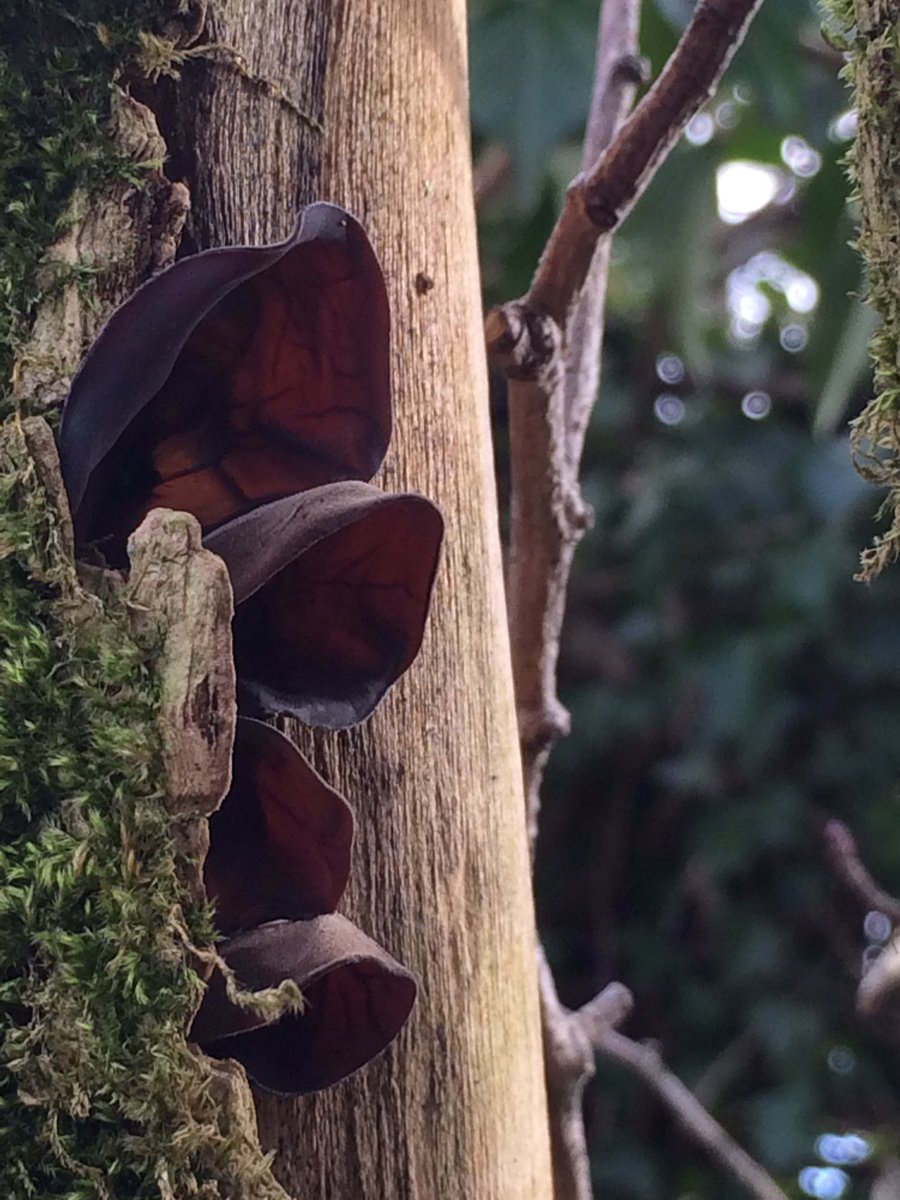 Likes nitrogen so found near homes, waste ground & gardens. Pimply twigs due to lenticels (openings for passing gas). Told you it was a stinker. It can even repel flies & bunnies don’t eat it. Toffs mix it (& anything) with gin.Shabby chic: groovy bark, moss & accessories...