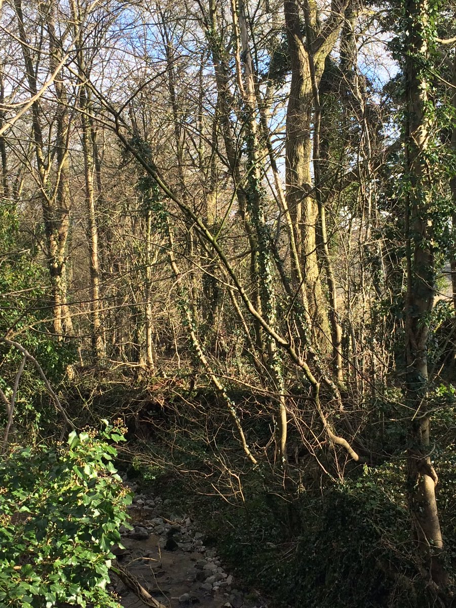 Elder has a LOT of witchy connections. From Elder Mothers to Harry Potter’s Deathstick. Judas hung out in one.It’s certainly what made our home-made ‘perfume’ stink so badly, when mixed up in sandcastle buckets with rain & petals, on front doorsteps for our oh-so-lucky mothers.