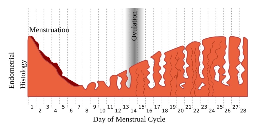 The trend in BMR actually mimics this infographic of the endometrial lining very well