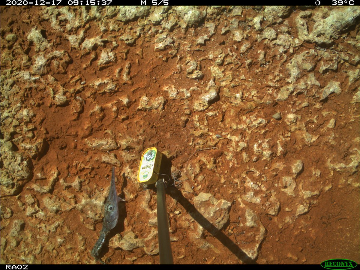 They sat on the camera posts and dropped delicious bits of fish on the ground