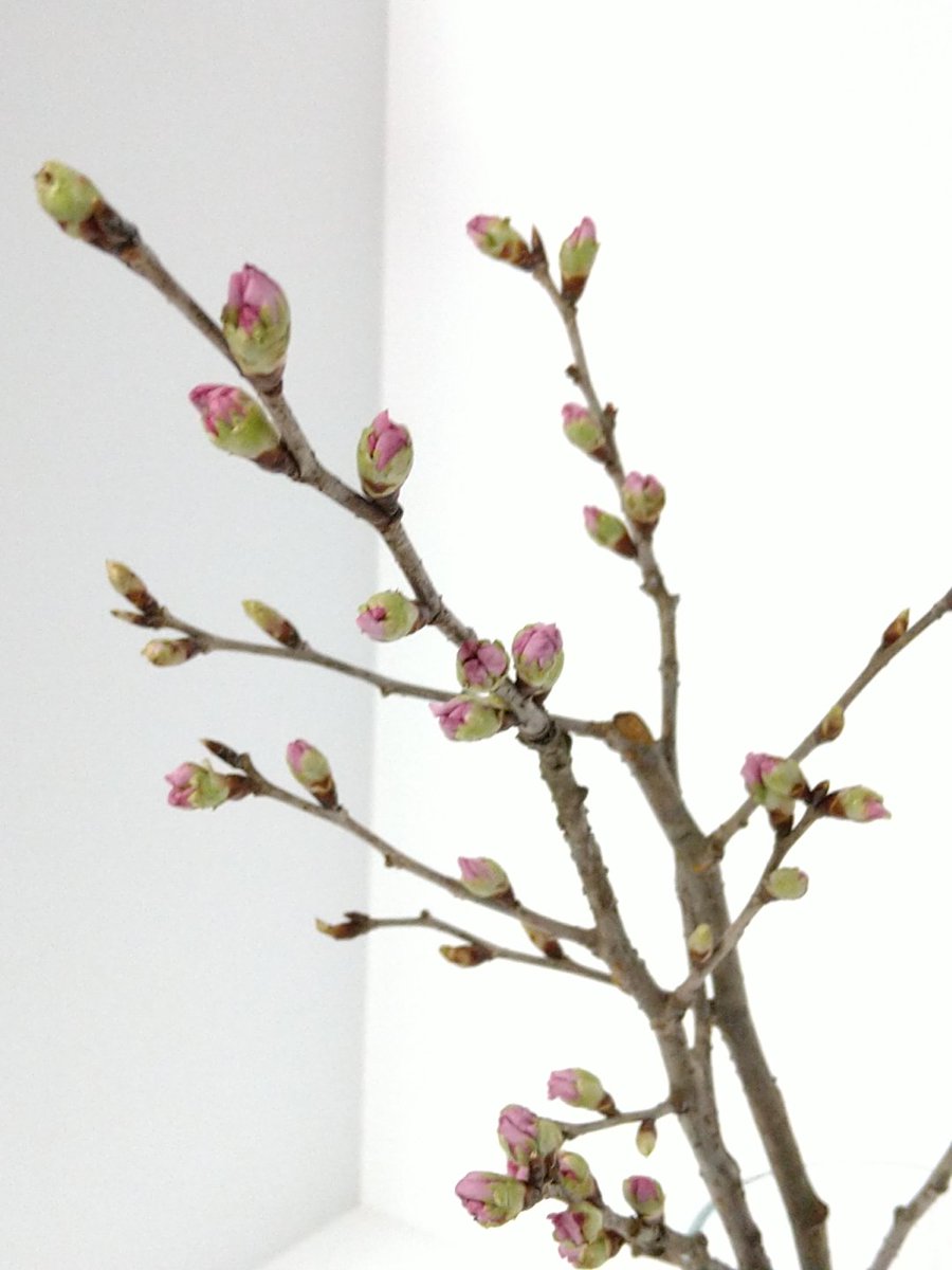 برچسب 夢占い در توییتر