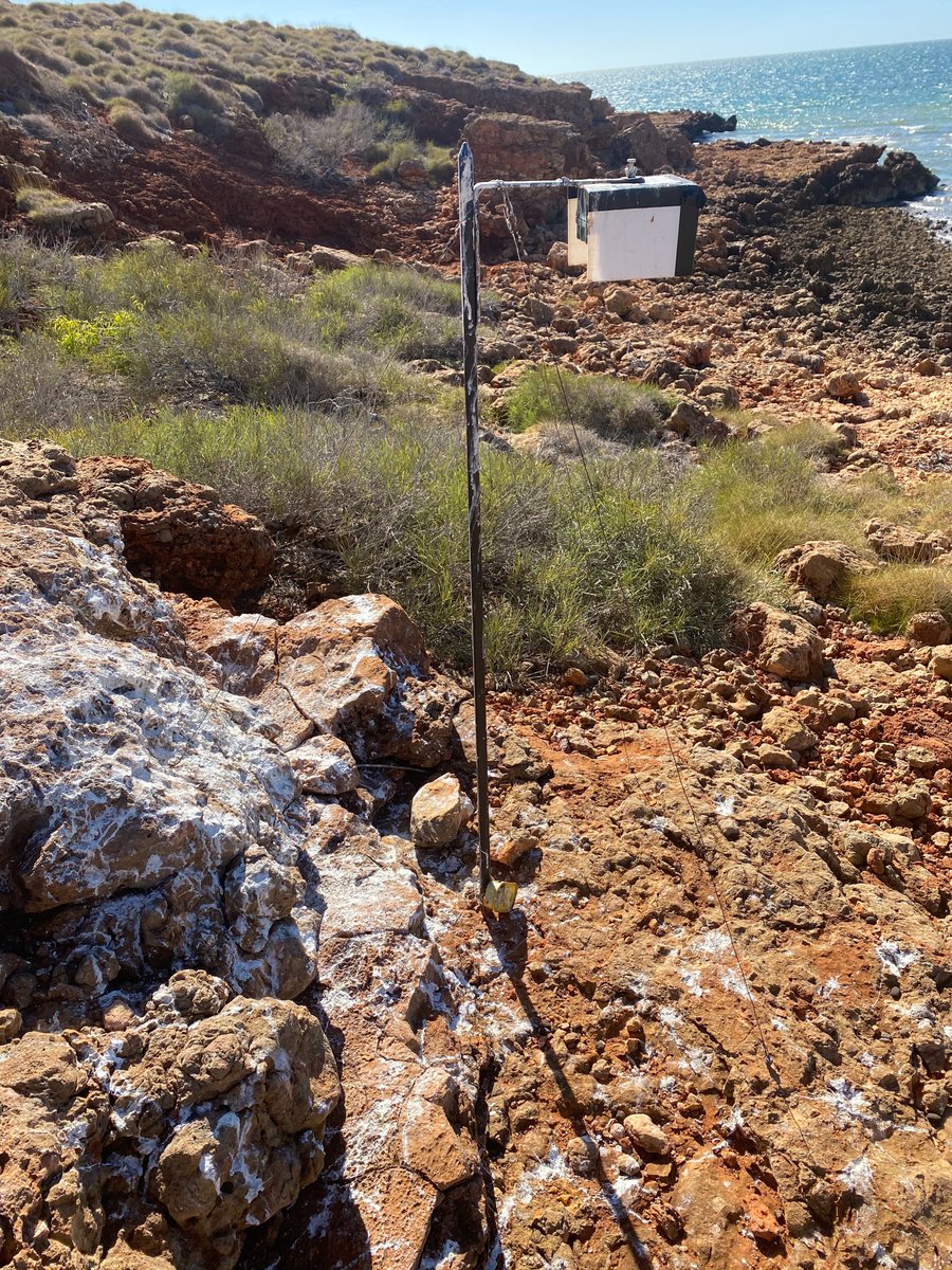 Birds of prey (osprey, braminy kites, sea eagles) really enjoyed these new fish gutting posts installed for them.