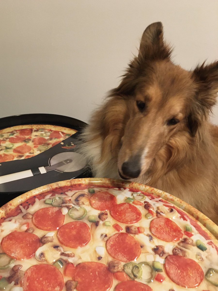 CollieCrusader's tweet photo. 🍕 #PizzaPizza! It’s a pizza party! I’m excited 😆 to be celebrating 🥳 #NationalPizzaDay and hoping for some pizza 🍕 bones 🦴 (aka the crust).
😹 Do you like our #fakepizza colorful food storage tin? #thriftstorefinds
#pizzaday #pizza #roughcollie #dogslovepizza #collie https://t.co/ojU3QowfOe