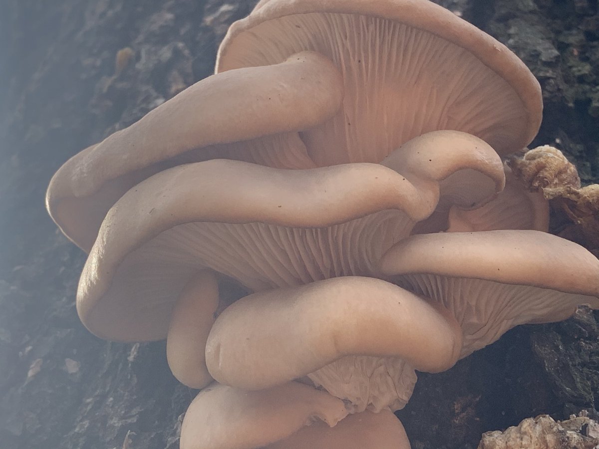 Oli Bedsole tweet media