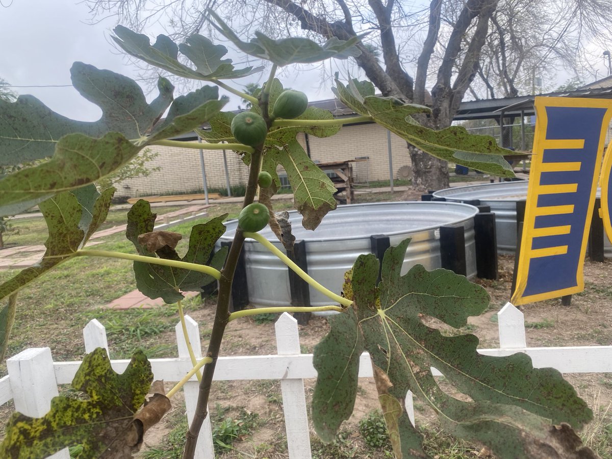 davidbarr777's tweet photo. Today we working on learning about botany, by training our vines  and seeing fig trees finally producing figs hopefully soon we will have grapes on our vines too. Here @igmcallen1 our learning is an ever expanding. @McAllenISD , @gutiexfer , @ramirezanal , @KarenTeverovsky https://t.co/ZgD7nzOmoy