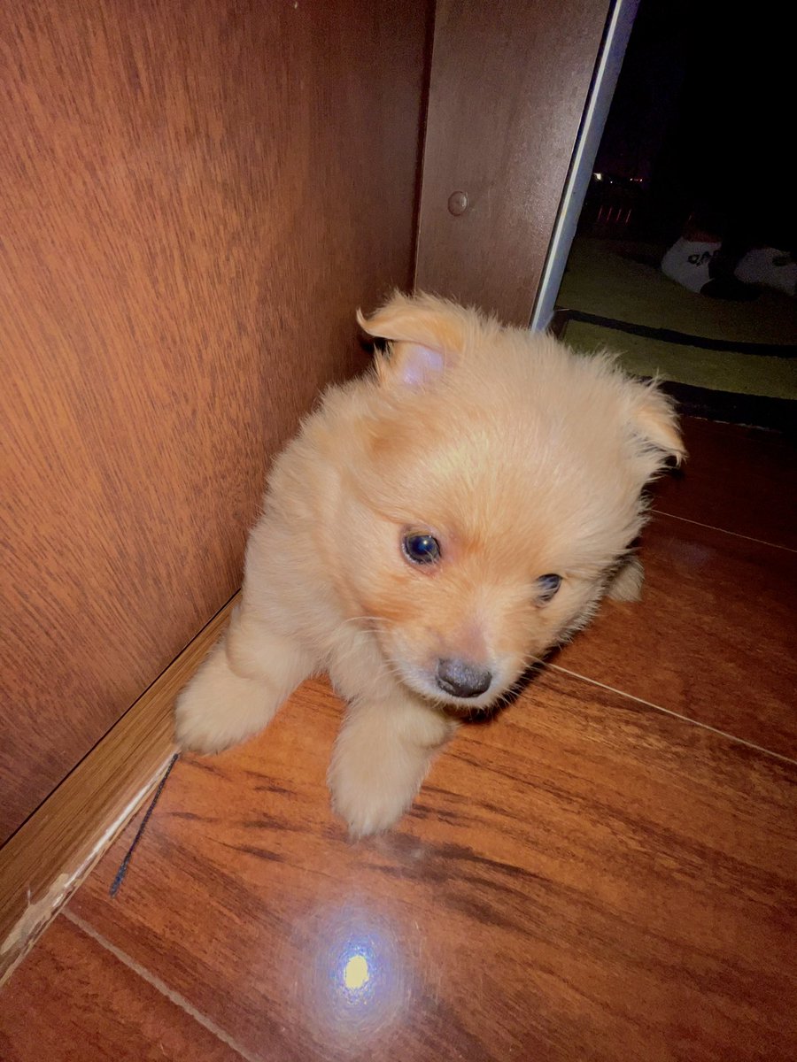 villalobossebas's tweet photo. TEO 🐶✨ https://t.co/Md2rSKHPI5