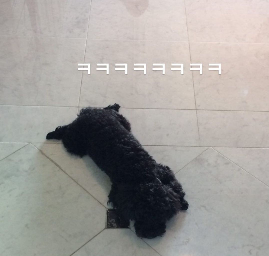 daisysietae's tweet photo. Happy Birthday to our boy Ginger

#HappyGingerDay https://t.co/J1HahKn53j