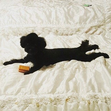 daisysietae's tweet photo. Happy Birthday to our boy Ginger

#HappyGingerDay https://t.co/J1HahKn53j