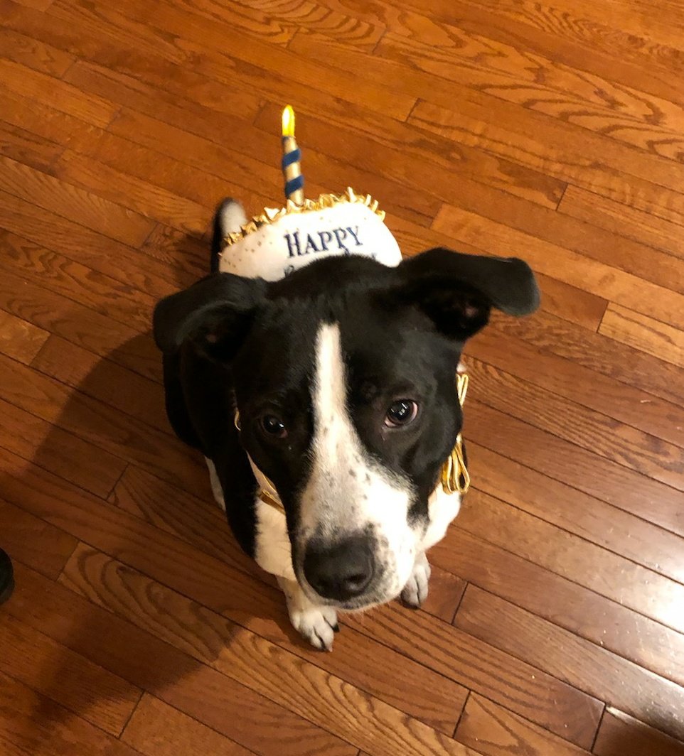 FuriousZoey's tweet photo. @Sherl_croft I also got a silly hat put on me so it wasn't all fun &amp; games. 🐶 https://t.co/scH9d291aU