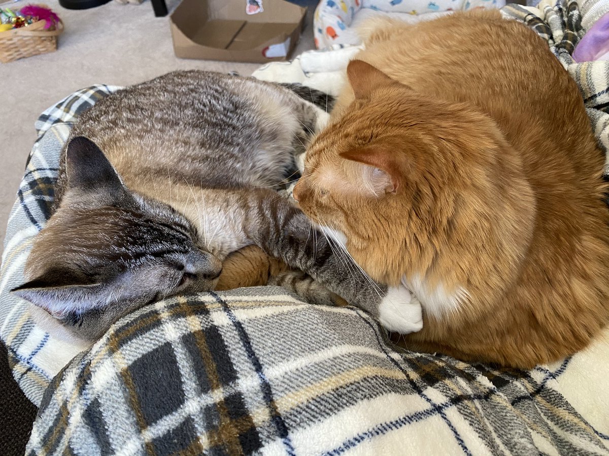 ItsMeDeaner's tweet image. Moms got a good lap today 😍🥰 #notmoving