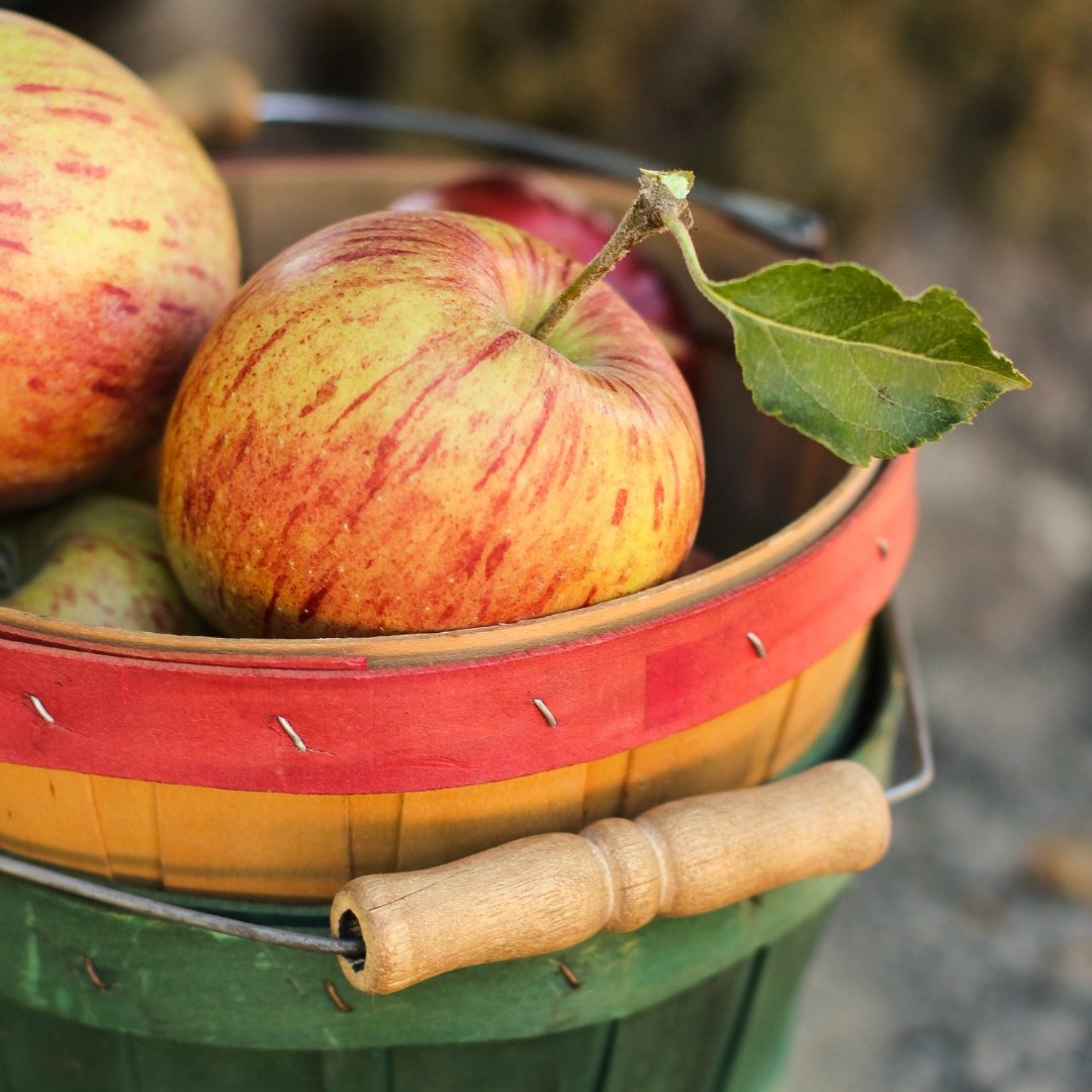 Fresh news: our #HudsonValley Farm Fresh Food Grant Program is accepting applications! Through a grant from the <a href="/NoVoFoundation/">NoVo Foundation</a>, the program will increase access to local, farm fresh food for individuals experiencing food insecurity. Deadline 3/15: bit.ly/3q6ezmA