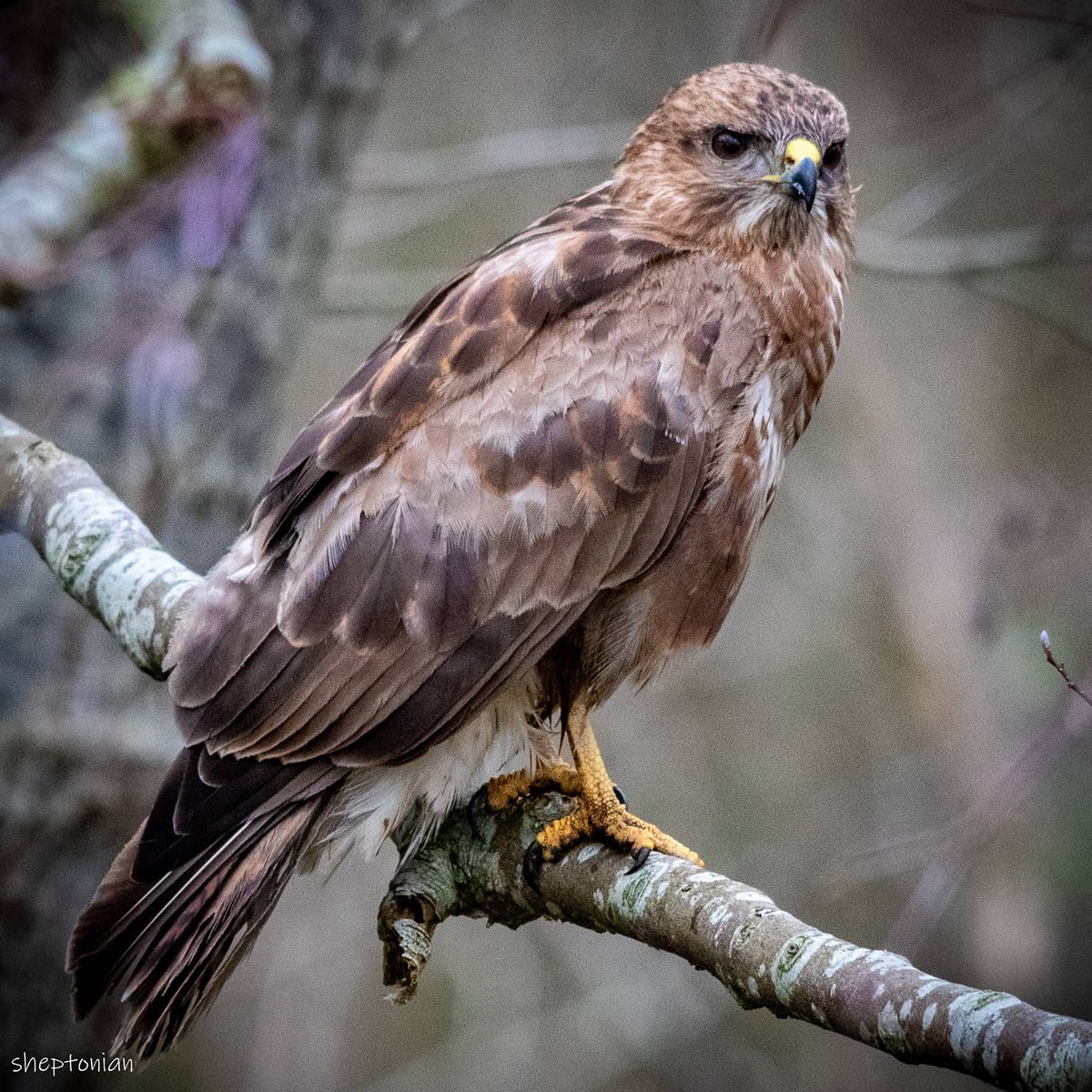 martynfreestone's tweet image. Portrait of a Buzzard .Spotted at Avalon marshes , shapwick Somerset uk 
#birdphotography #birds #RSPB #Somerset #buzzard #birdofprey